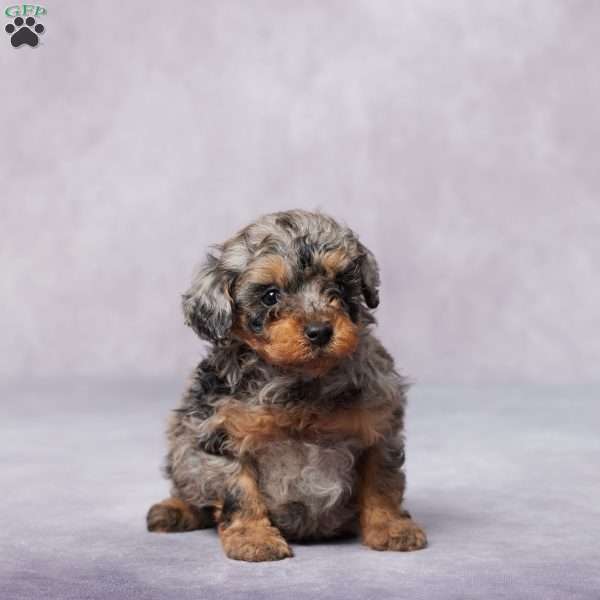 Tami, Miniature Poodle Puppy